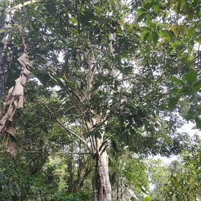 Zincuhuaitl de fuste recto y copa alta en la selva, visto desde el suelo.