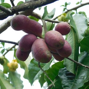 Folículos rojizos y alargados de orejuelo colgando de una rama entre las hojas.
