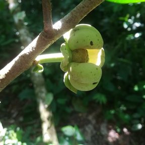 Flor verde de orejuelo con los pétalos carnosos y abultados, sobre la rama.