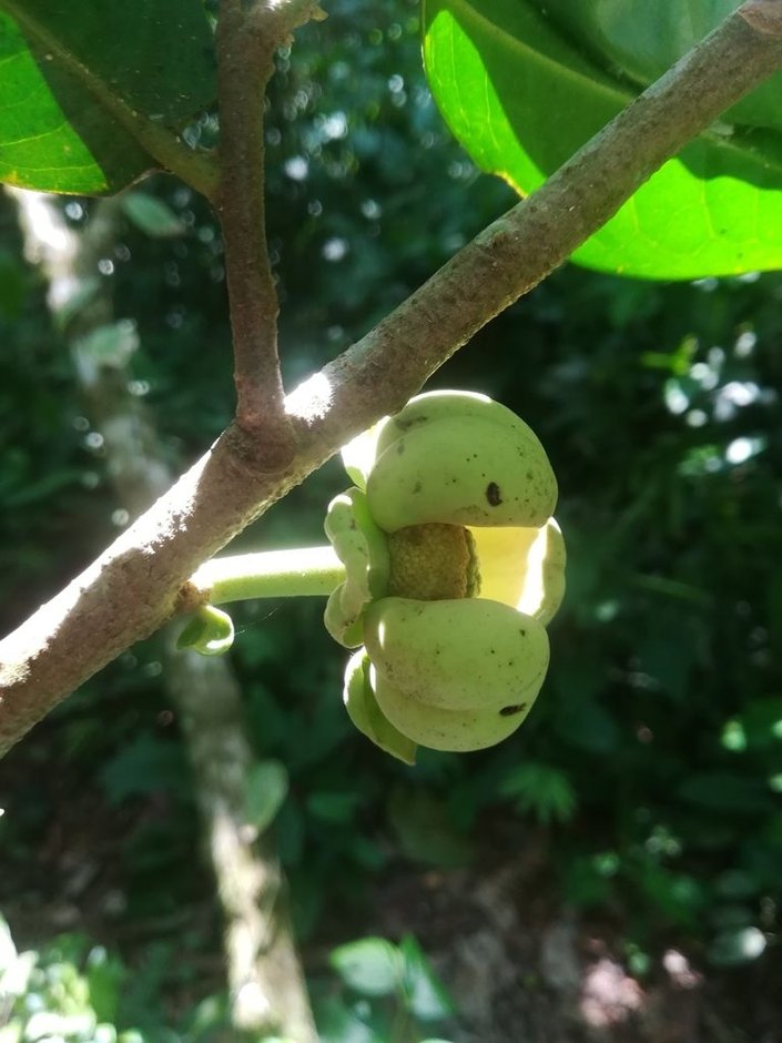 Flor verde de orejuelo con los pétalos carnosos y abultados, sobre la rama.