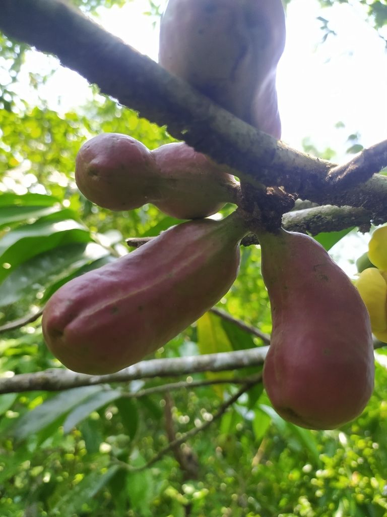 Frutos rojos de orejuelo colgando en racimo bajo una rama horizontal.
