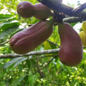 Frutos rojos de orejuelo colgando en racimo bajo una rama horizontal.