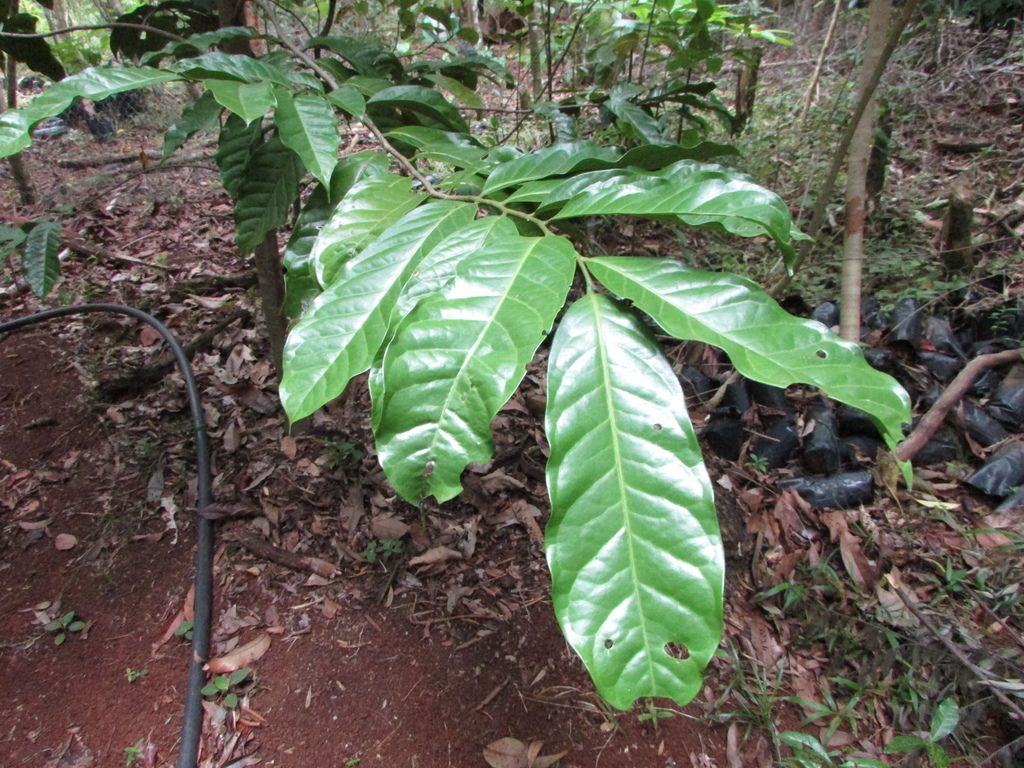 Plántula de orejuelo con las hojas alargadas abiertas sobre tierra roja.