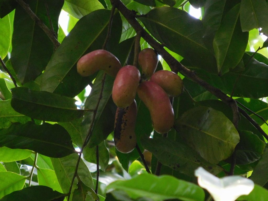 Frutos de orejuelo madurando entre hojas grandes y lustrosas.