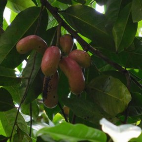 Frutos de orejuelo madurando entre hojas grandes y lustrosas.