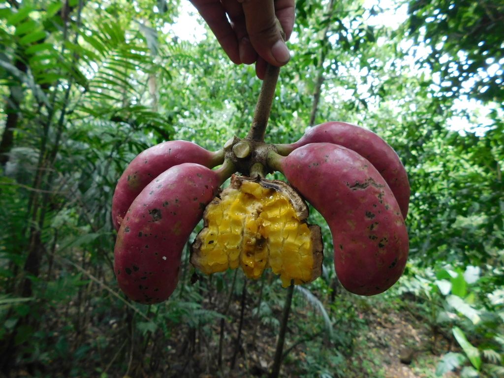 Una mano sostiene un fruto abierto de orejuelo con las semillas amarillas dentro.
