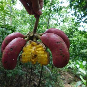 Una mano sostiene un fruto abierto de orejuelo con las semillas amarillas dentro.