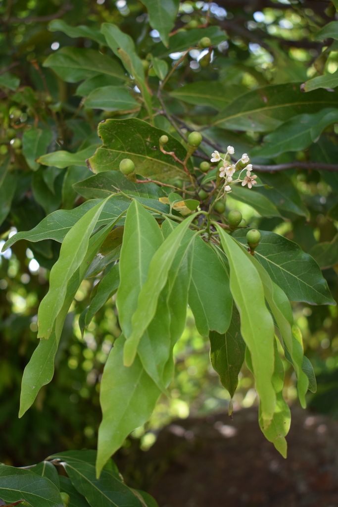Frutos verdes de aguacatillo madurando en racimo entre hojas alargadas.