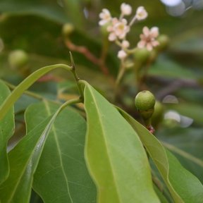 Flores blancas y menudas de aguacatillo abiertas junto a un fruto joven.
