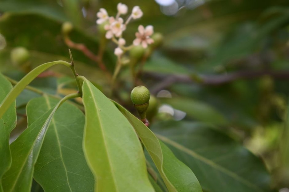 Flores blancas y menudas de aguacatillo abiertas junto a un fruto joven.