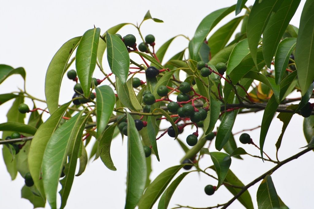 Rama de aguacatillo cargada de frutos negros y verdes sobre pedicelos rojos.