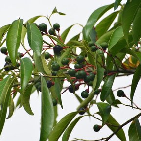 Rama de aguacatillo cargada de frutos negros y verdes sobre pedicelos rojos.