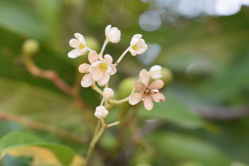 Umbela de flores blancas de aguacatillo, con los pétalos abiertos y el centro amarillo.