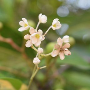 Umbela de flores blancas de aguacatillo, con los pétalos abiertos y el centro amarillo.