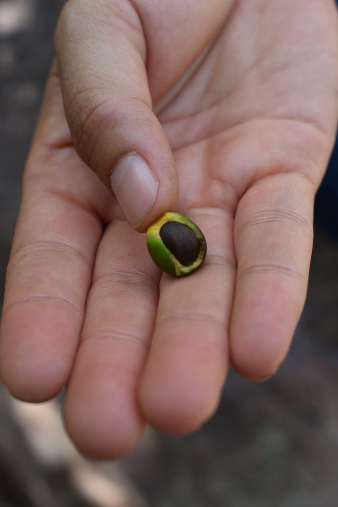 Una mano sostiene un fruto de aguacatillo con la semilla parda a la vista.