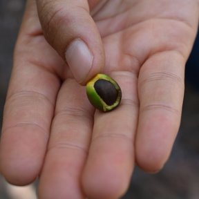 Una mano sostiene un fruto de aguacatillo con la semilla parda a la vista.