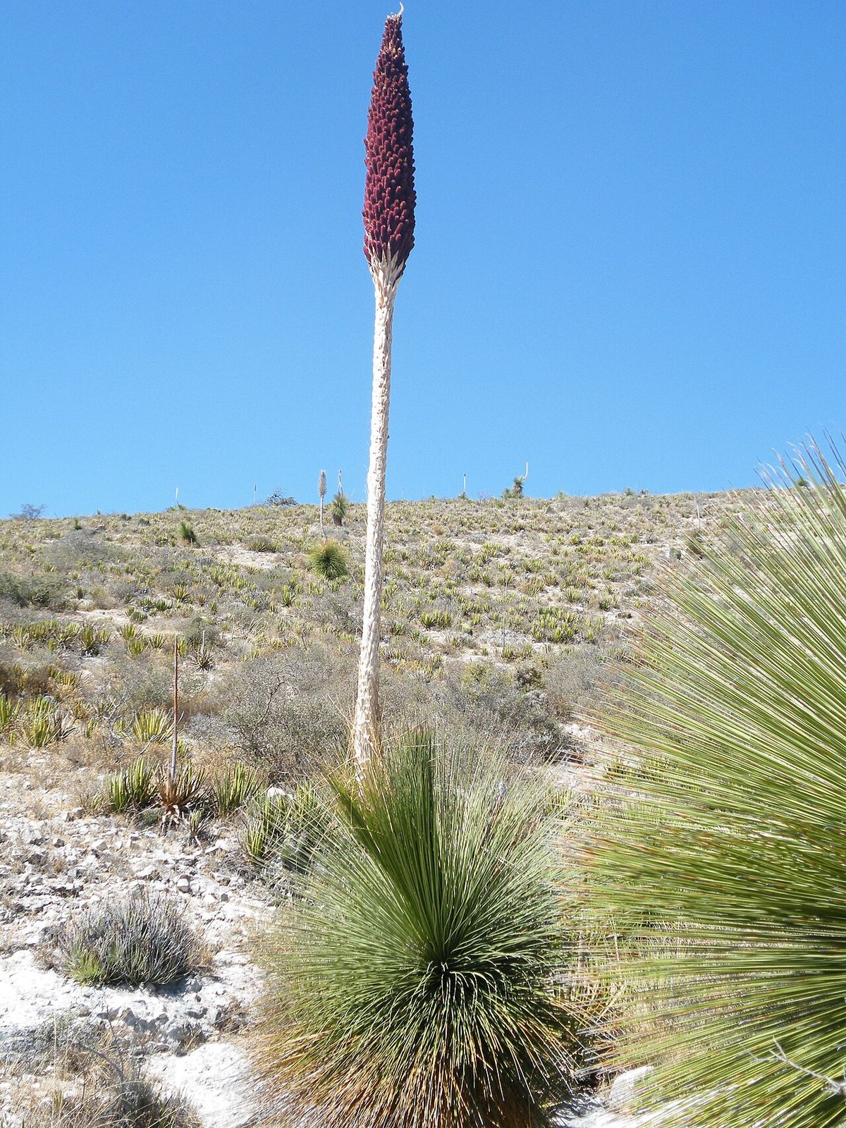Vara floral oscura y densa de junquillo levantada sobre el matorral seco.