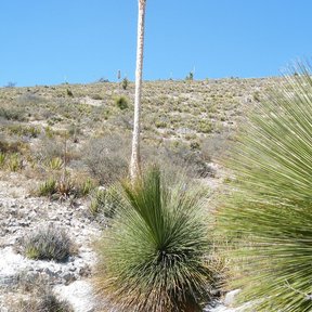 Vara floral oscura y densa de junquillo levantada sobre el matorral seco.