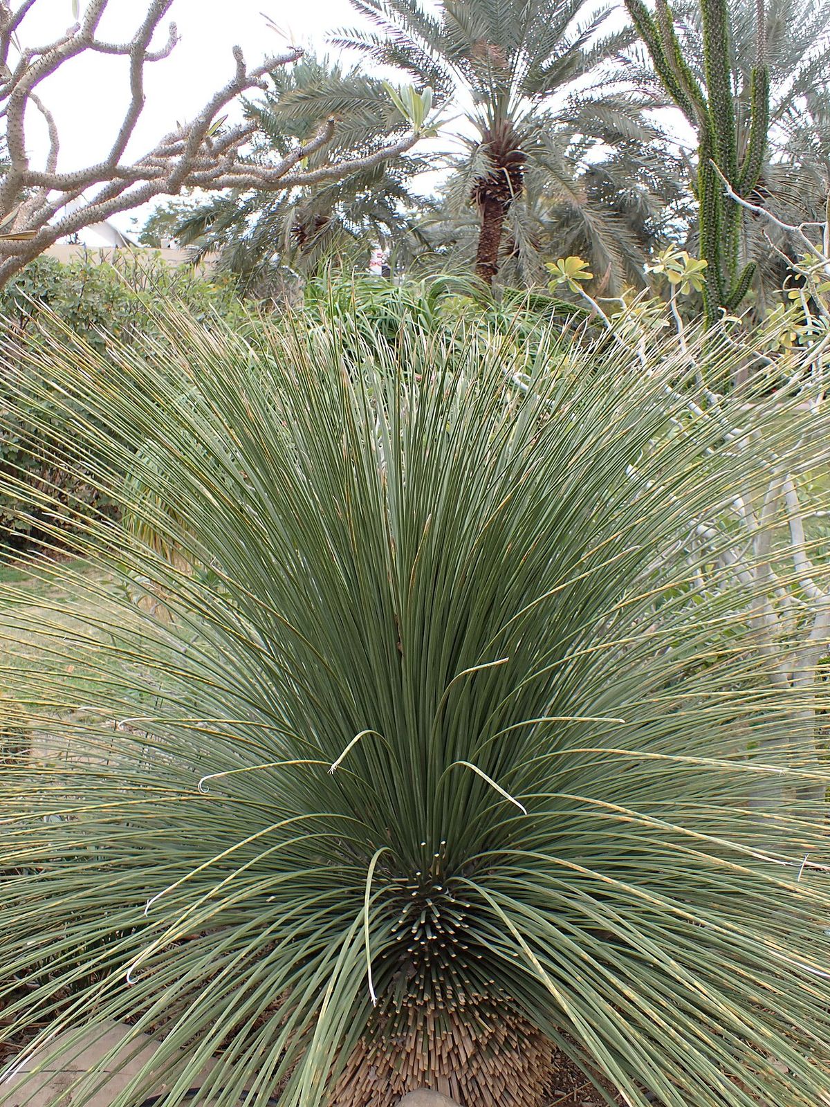 Junquillo de penacho amplio creciendo en un jardín entre palmas.