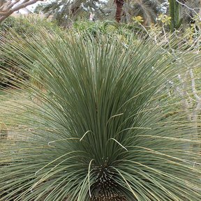 Junquillo de penacho amplio creciendo en un jardín entre palmas.
