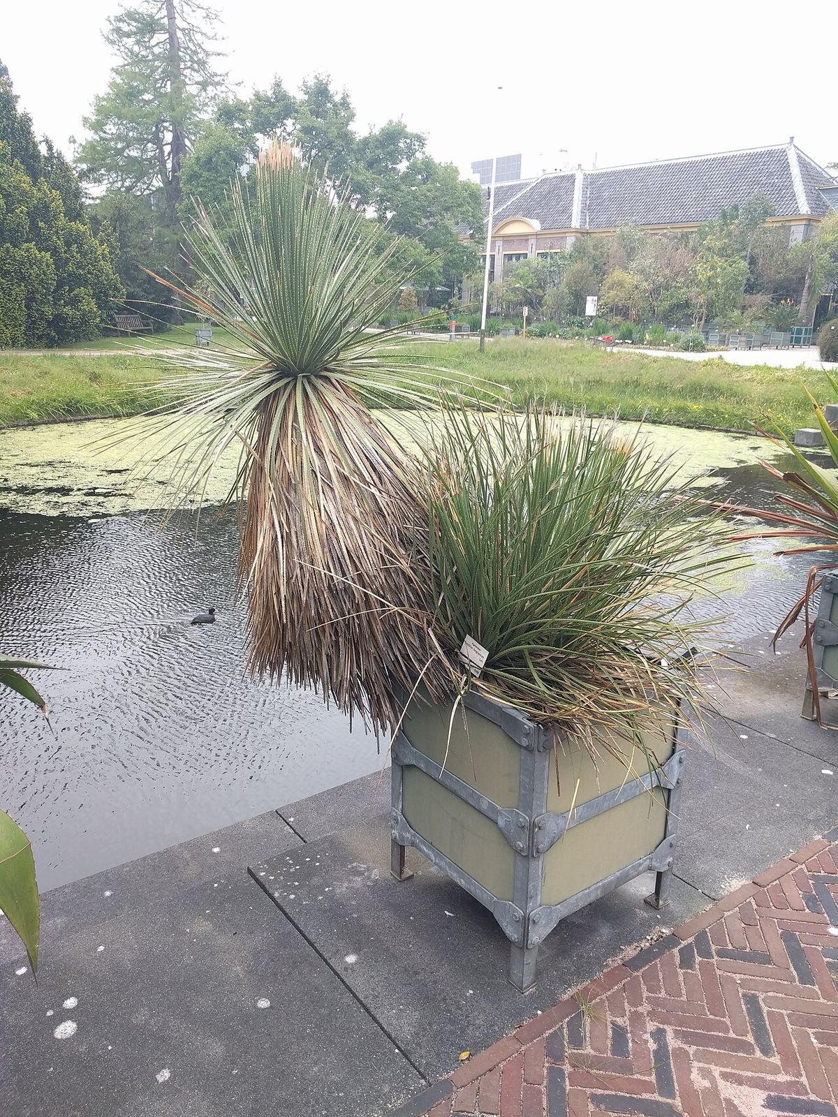 Dos junquillos en cajones de traslado junto a un estanque, en un vivero.