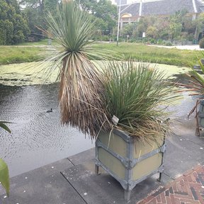 Dos junquillos en cajones de traslado junto a un estanque, en un vivero.