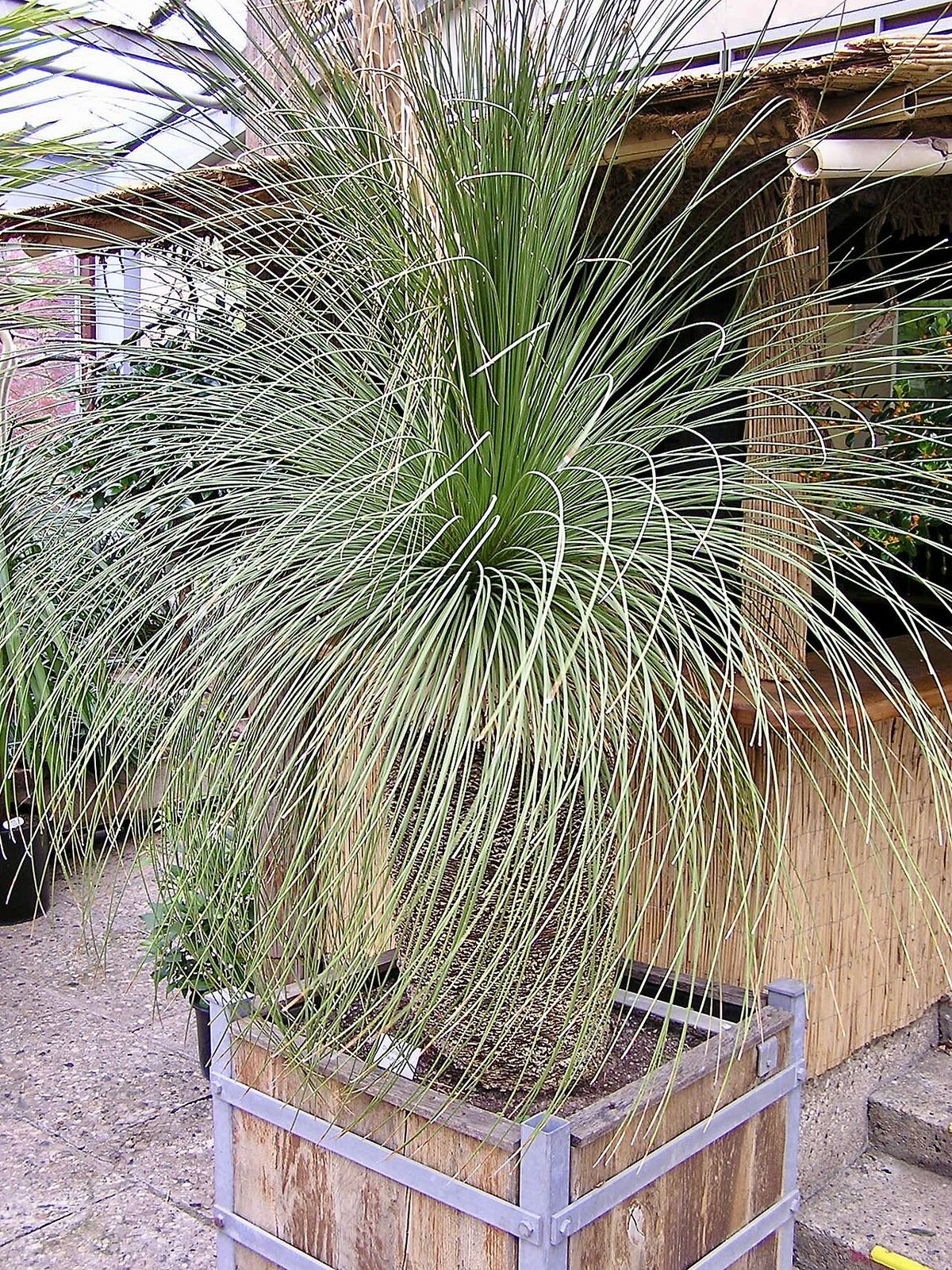 Junquillo en un cajón de madera junto a una palapa, listo para plantarse.
