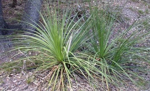Sotol de roseta densa y hojas rígidas creciendo sobre un suelo de hojarasca.