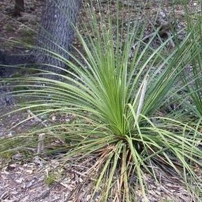 Sotol de roseta densa y hojas rígidas creciendo sobre un suelo de hojarasca.
