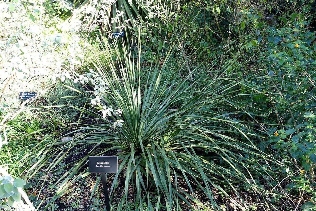 Sotol de hojas largas y arqueadas en un jardín, con una etiqueta al pie.
