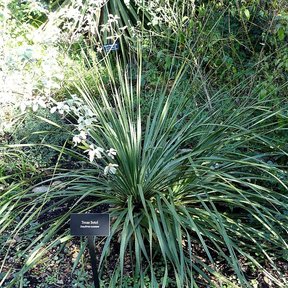 Sotol de hojas largas y arqueadas en un jardín, con una etiqueta al pie.