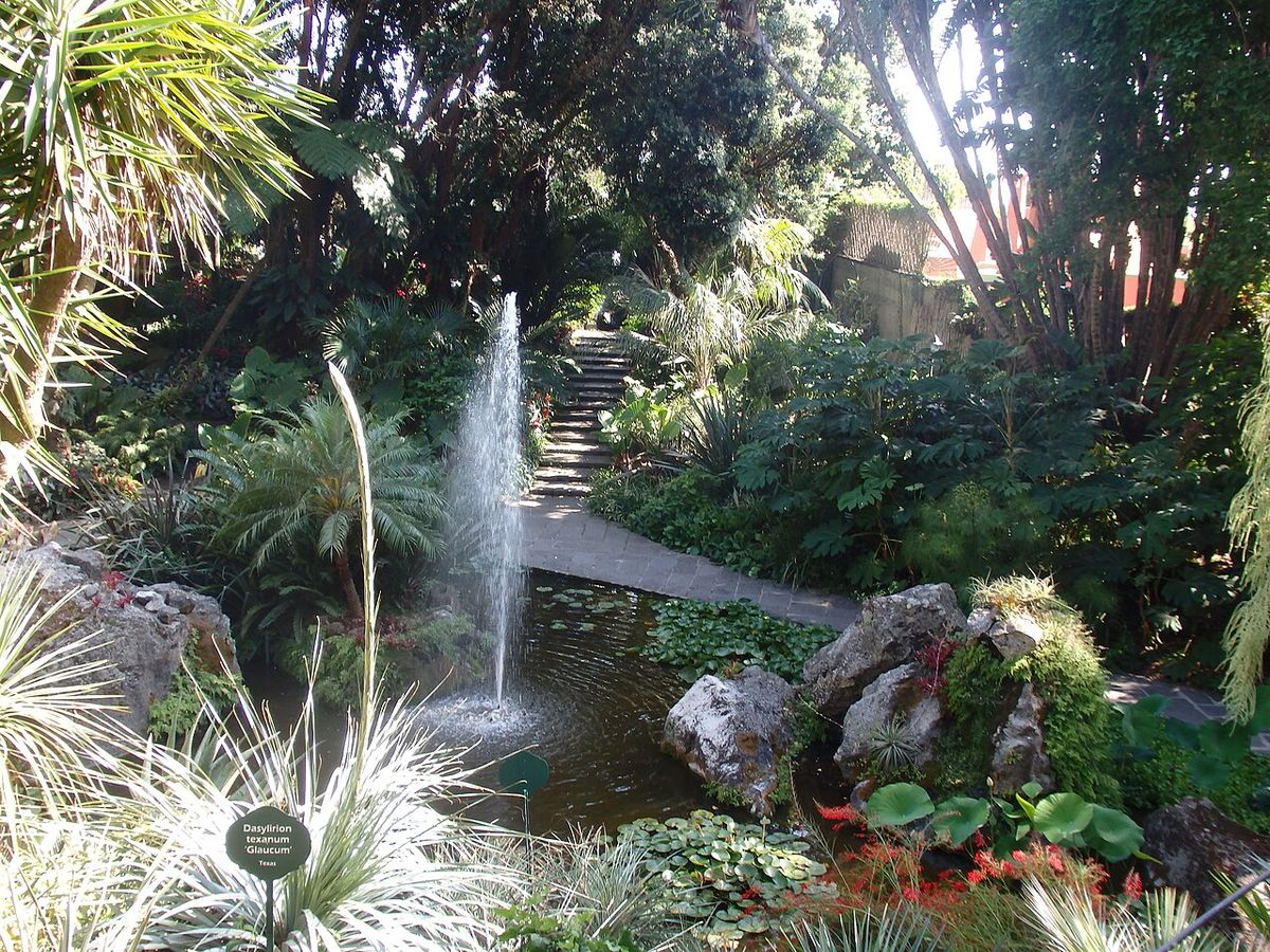 Jardín botánico con una fuente y plantas de hoja larga alrededor del estanque.