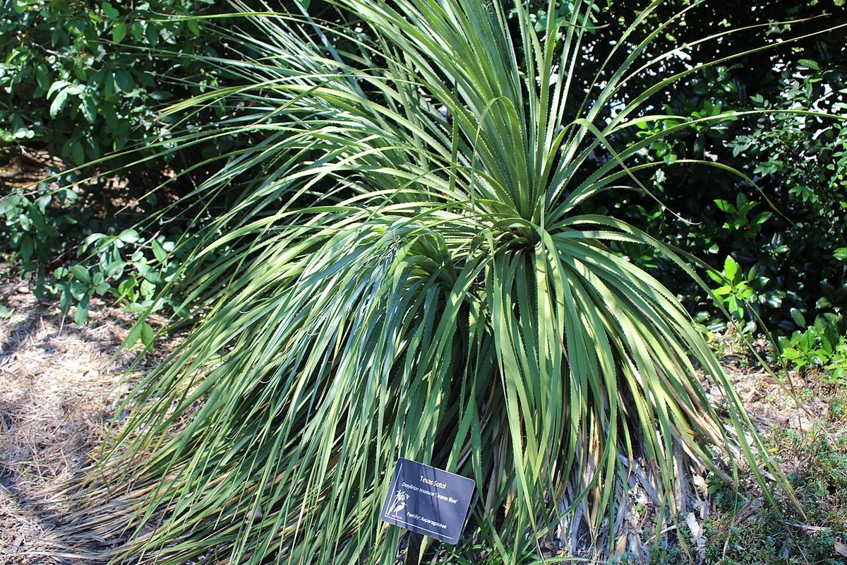 Sotol de roseta amplia en un jardín sombreado, con una placa al pie.