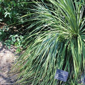 Sotol de roseta amplia en un jardín sombreado, con una placa al pie.