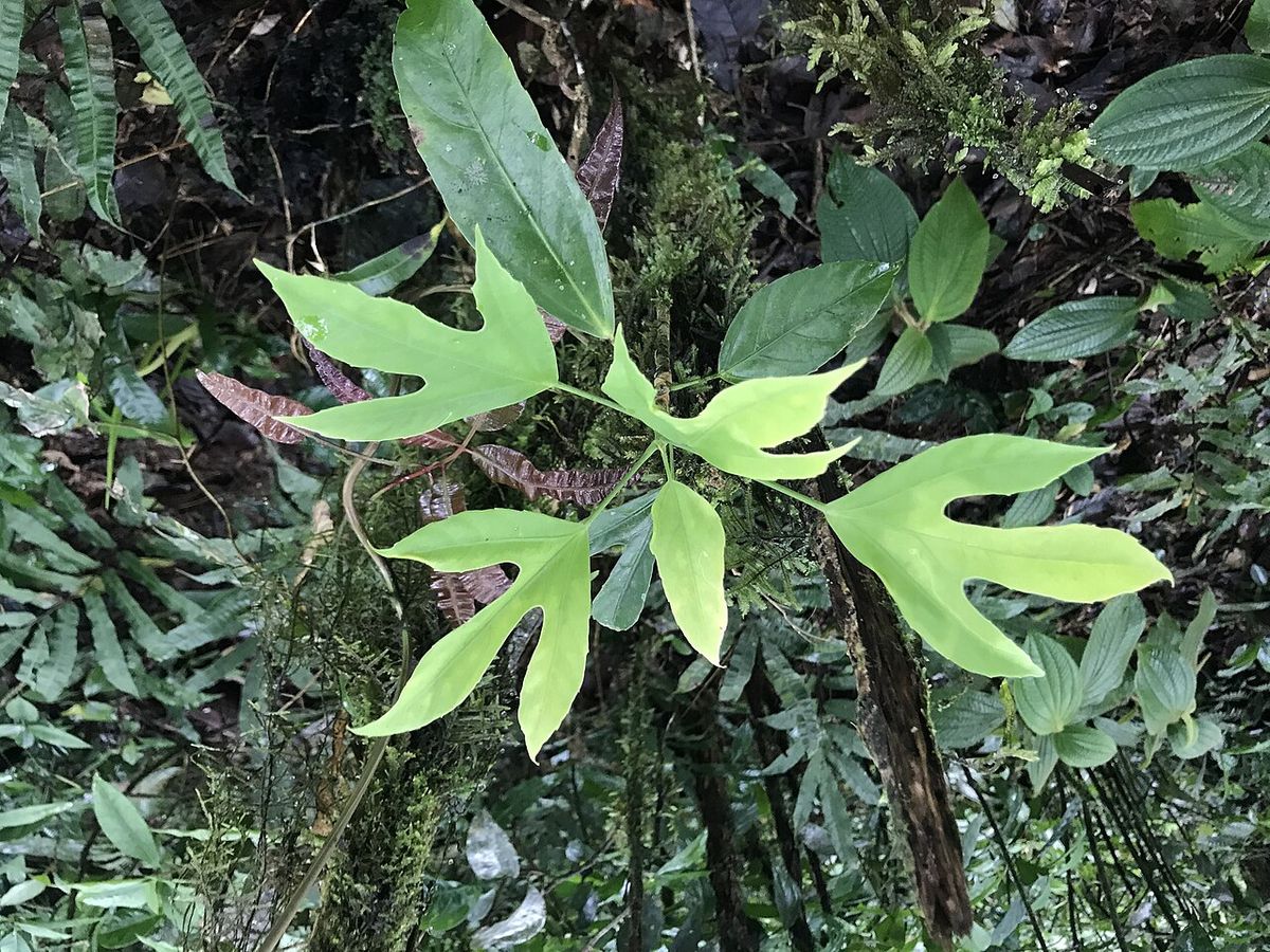 Hojas lobuladas de cucharo abiertas en el sotobosque entre helechos.