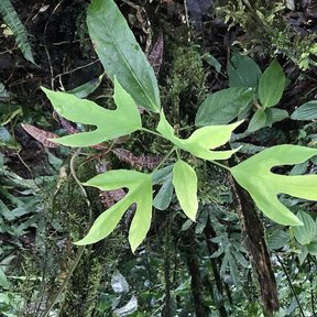 Hojas lobuladas de cucharo abiertas en el sotobosque entre helechos.