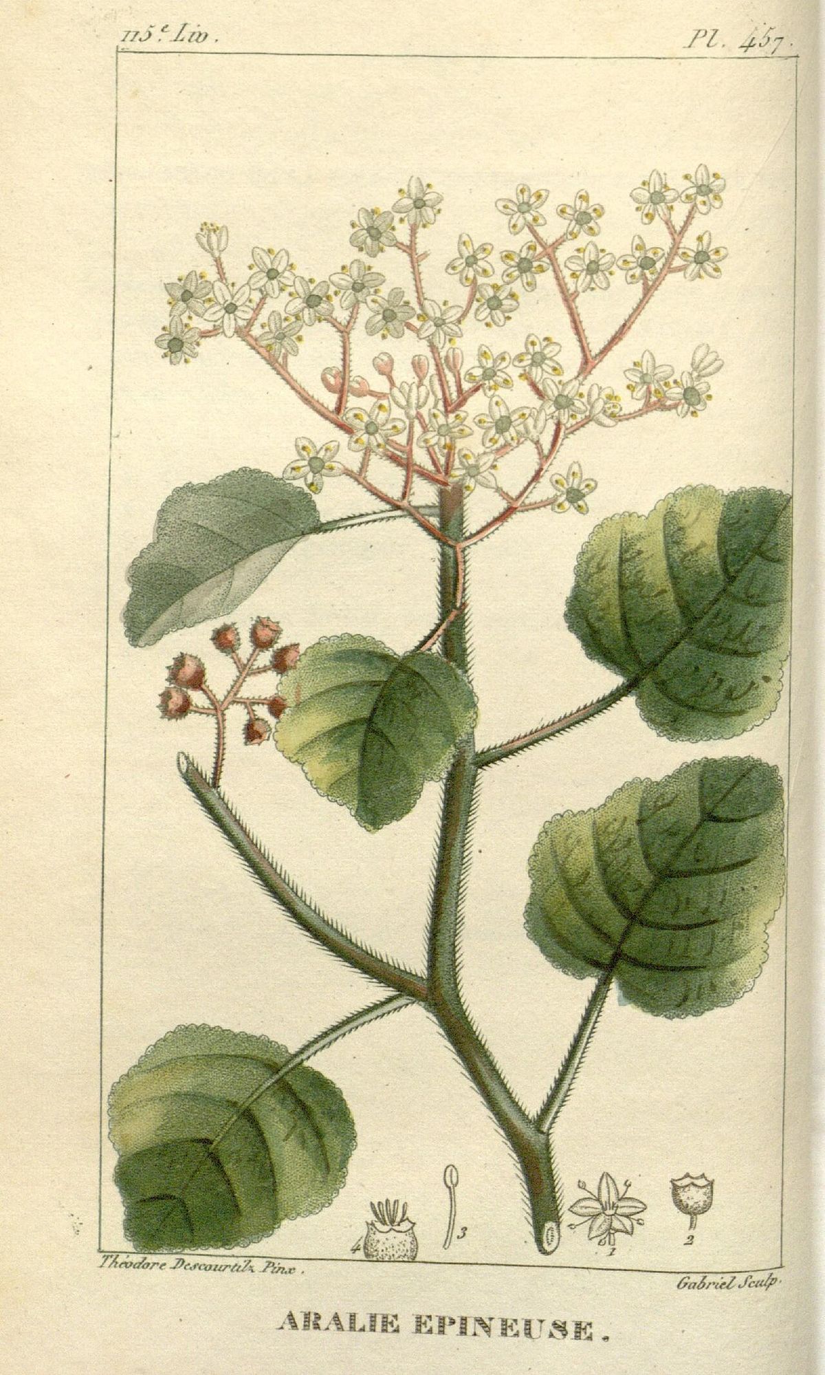 Lámina botánica antigua con la hoja lobulada y la umbela de flores.