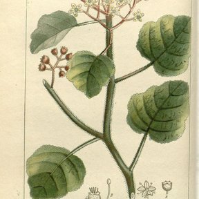 Lámina botánica antigua con la hoja lobulada y la umbela de flores.