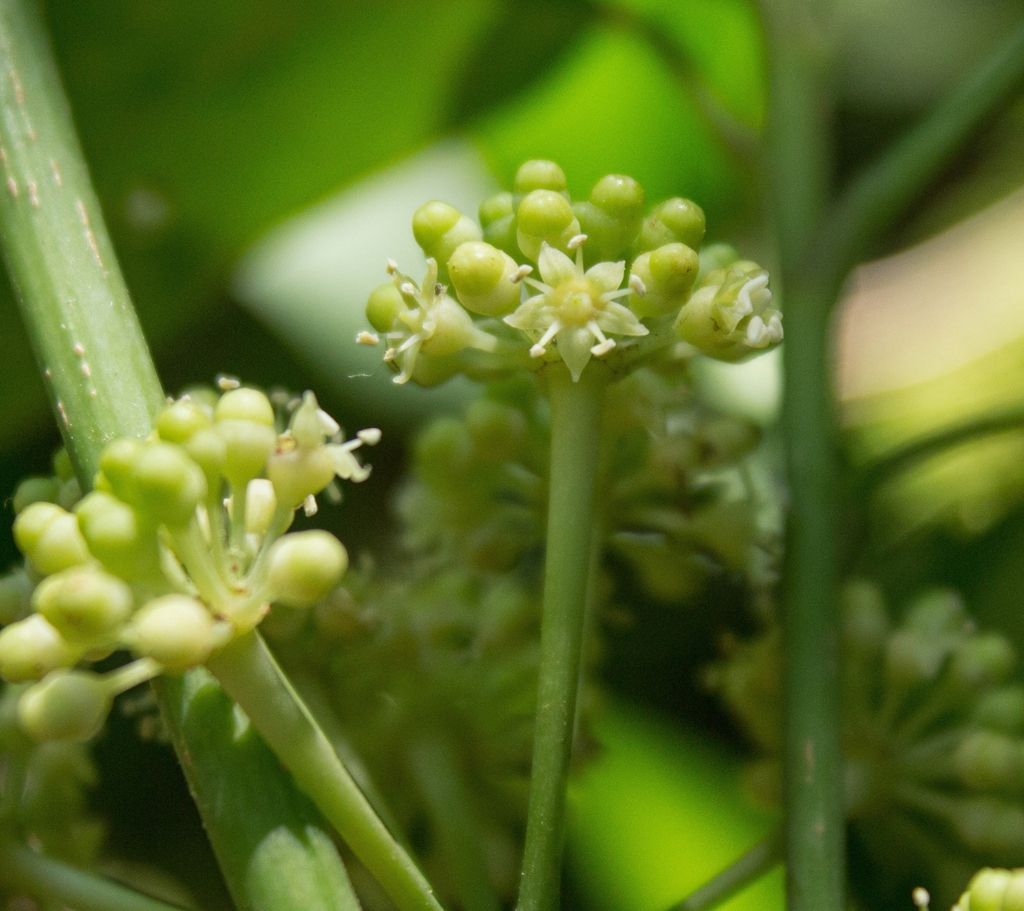 Umbela de botones florales verdes de cucharo sobre un tallo grueso.
