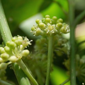 Umbela de botones florales verdes de cucharo sobre un tallo grueso.