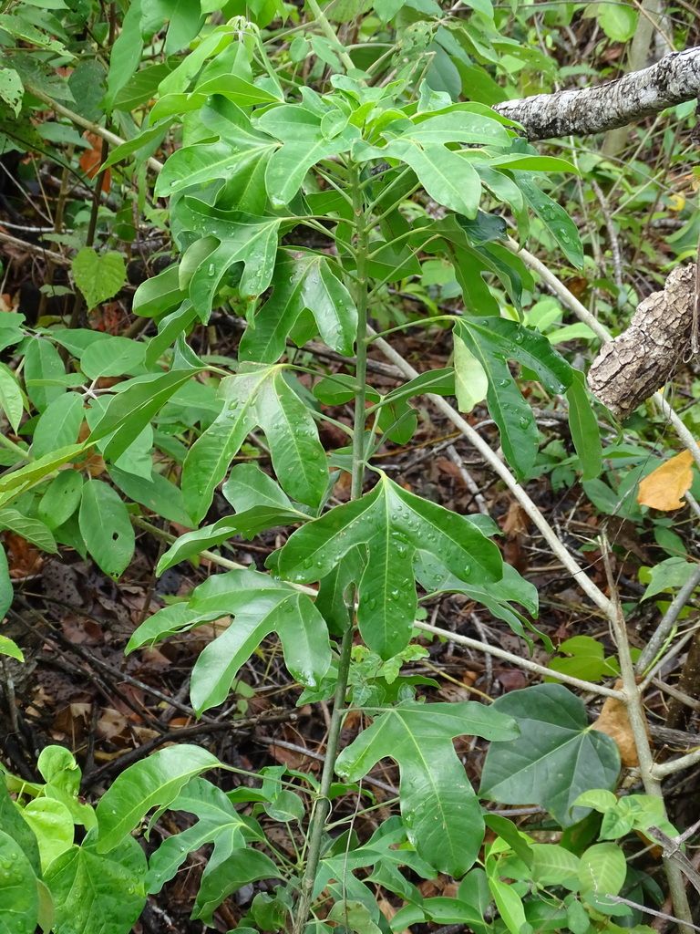Follaje lobulado de cucharo creciendo entre la maraña de un acahual.