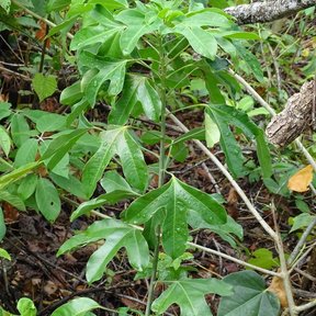 Follaje lobulado de cucharo creciendo entre la maraña de un acahual.