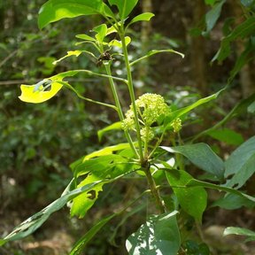 Cucharo joven de tallo único y hojas anchas con una umbela de flor en la punta.