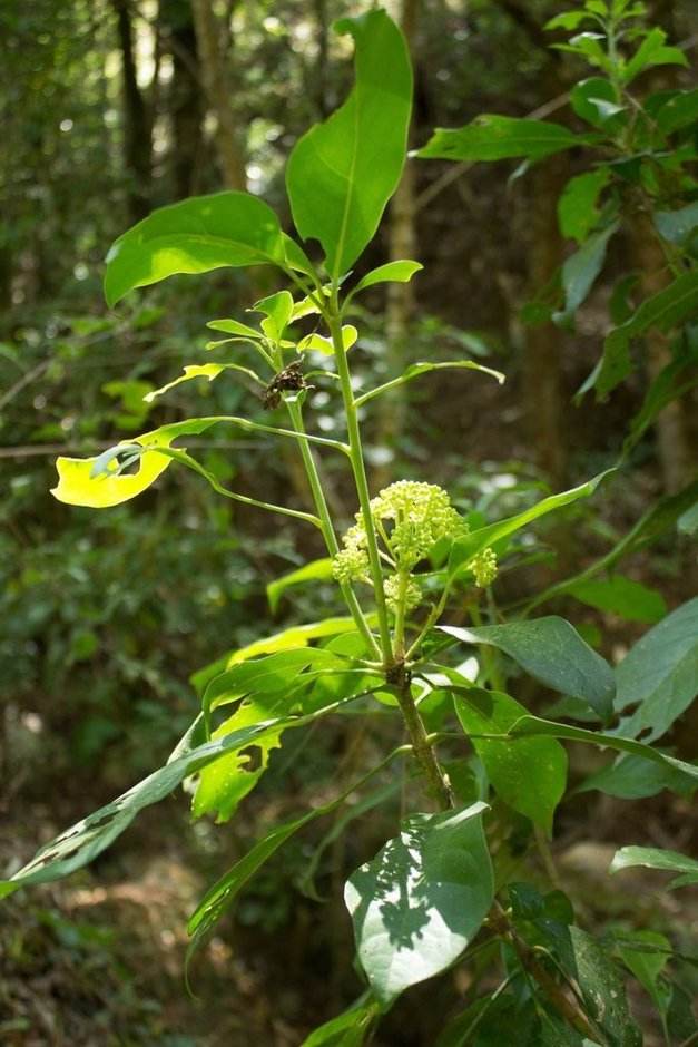 Cucharo joven de tallo único y hojas anchas con una umbela de flor en la punta.