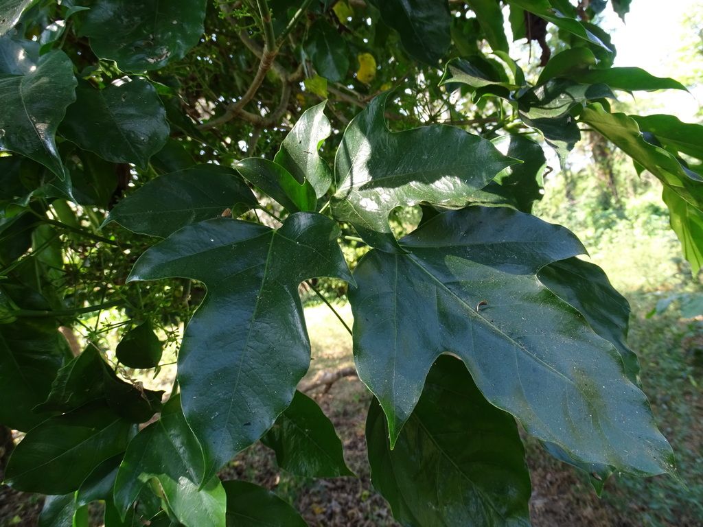 Hojas grandes y lobuladas de cucharo, verde oscuro y lustrosas, sobre la rama.