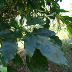 Hojas grandes y lobuladas de cucharo, verde oscuro y lustrosas, sobre la rama.