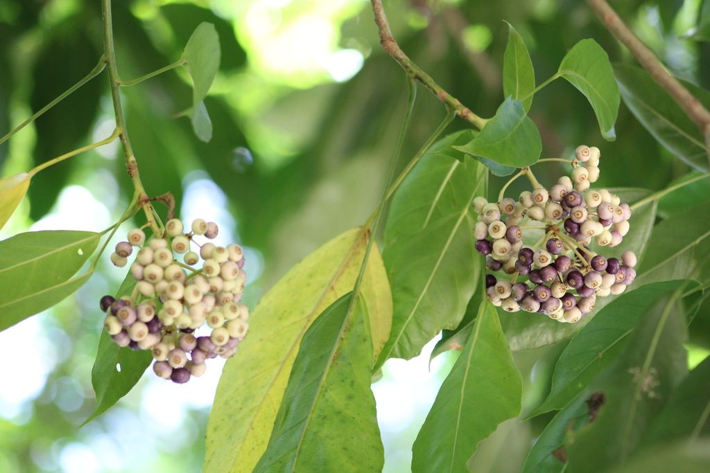 Umbelas de frutos morados y verdes de cucharo colgando entre las hojas.