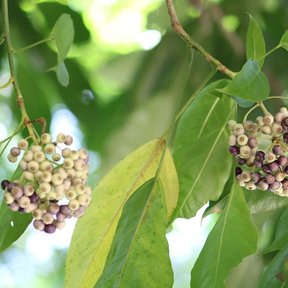 Umbelas de frutos morados y verdes de cucharo colgando entre las hojas.