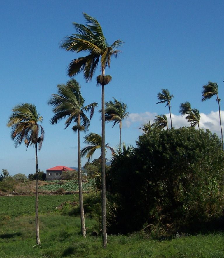 Palmas princesa altas y delgadas sobre un potrero, contra un cielo azul.