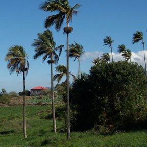 Palmas princesa altas y delgadas sobre un potrero, contra un cielo azul.
